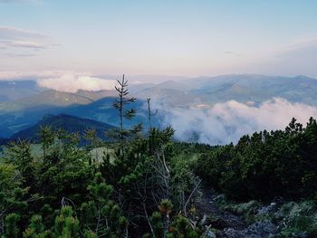 Plants growing on land against sky