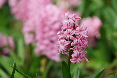 Close-up of pink flowering plant