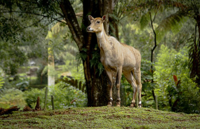 Lion standing in a forest