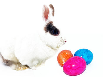 Close-up of animal eggs in white background