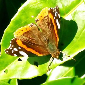 Close-up of butterfly on flower