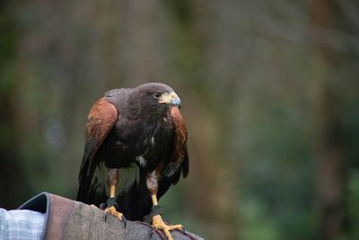 Close-up of bird perching on wooden post