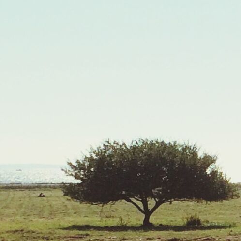 clear sky, copy space, tranquil scene, tranquility, tree, scenics, water, beauty in nature, nature, horizon over water, grass, sea, landscape, beach, field, growth, idyllic, sky, non-urban scene, day