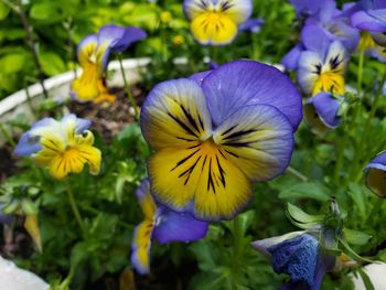 Close-up of purple flowering plants