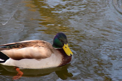 Duck swimming in lake