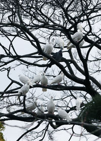 Low angle view of bare trees against sky