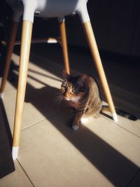 Cat looking away