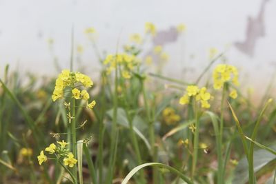 Close-up of yellow flower blooming in field