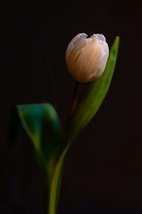 Close-up of white rose