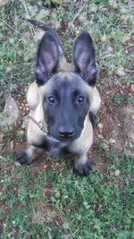 High angle portrait of dog on grassy field