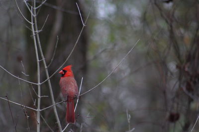 Close-up of bird perching on branch