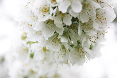 Close-up of white flowers