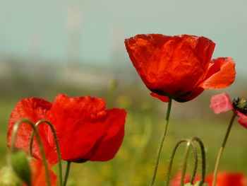 Close-up of red poppy blooming outdoors