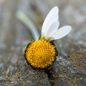 Close-up of yellow flower