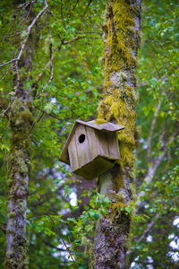 Low angle view of birdhouse on tree trunk