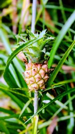 Close-up of fresh green plant