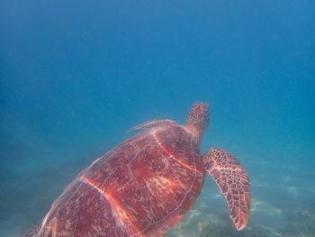 animal wildlife