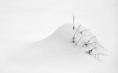 Horse in winter