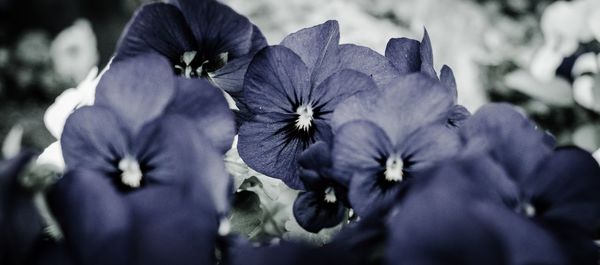 Close-up of purple flowering plants