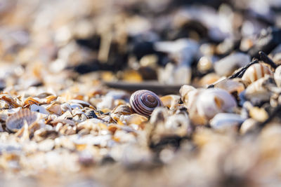 Close-up of shells on beach