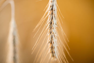 Close-up of plant against blurred background