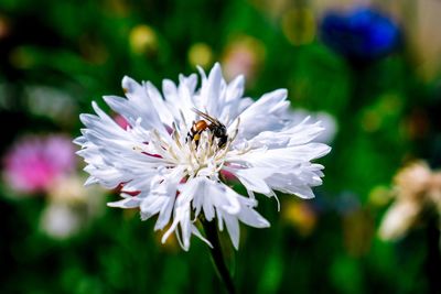 Close-up of bee pollinating on white flower