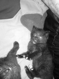 Cat resting on bed
