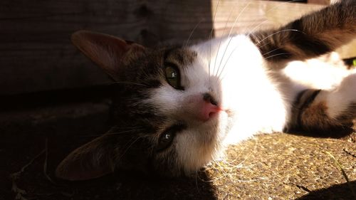 Close-up portrait of cat relaxing on ground