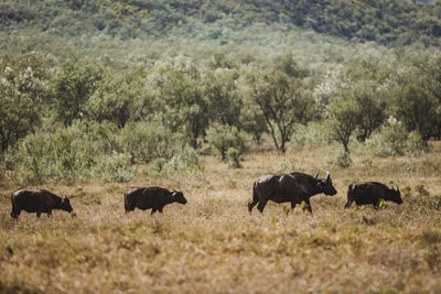 Buffalo  grazing on field