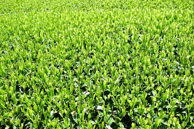 Full frame shot of fresh green field