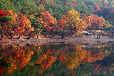 The beautiful maple trees of autumn are mirrored and perfectly symmetrical.