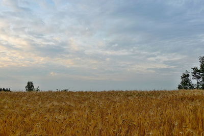 Scenic view of wheat field against sky