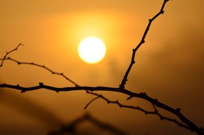 Close-up of silhouette twigs against sky during sunset