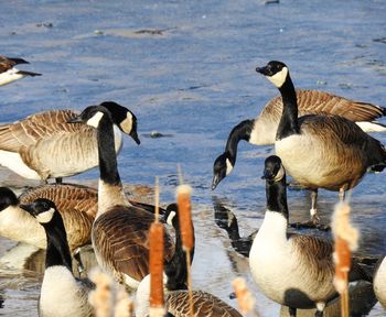 Flock of birds in lake