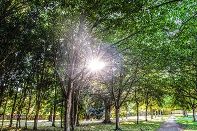 Low angle view of trees against sky
