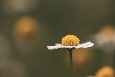 Close-up of camomile plant