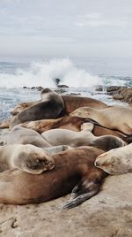 Scenic view of beach against sky , group of seals 
