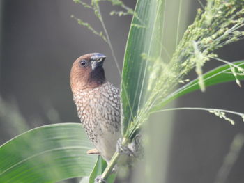 Close-up of bird perching on plant