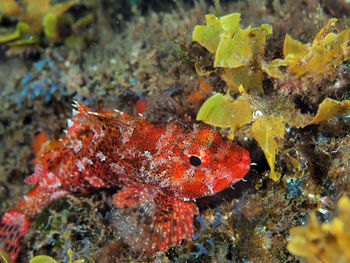 Close-up of fish swimming in sea