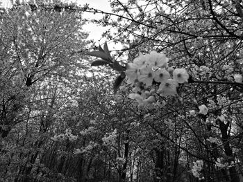 Low angle view of flowers on tree