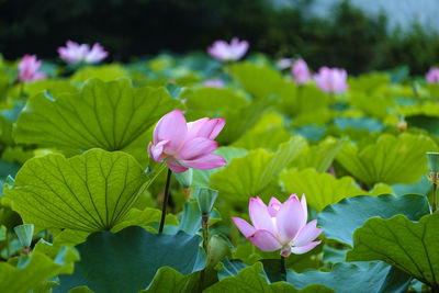 Close-up of pink flowering plant