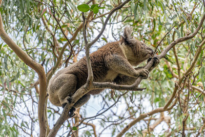 Low angle view of a lizard on tree