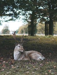 Deer resting on a field