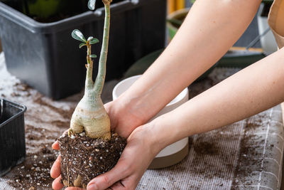 Midsection of woman holding potted plant