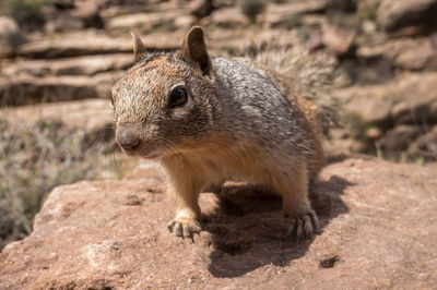 Close-up of an animal on rock