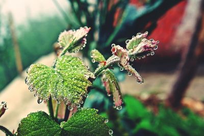 Close-up of raindrops on leaves