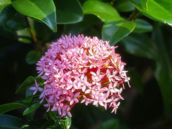 Close-up of pink flowers blooming outdoors