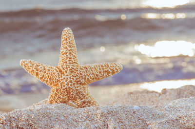 Close-up of sea shore