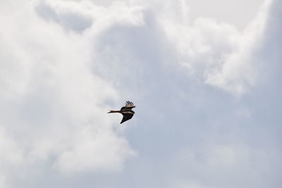 Low angle view of seagull flying in sky