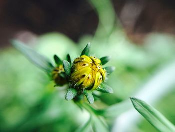 Close-up of insect on yellow flower